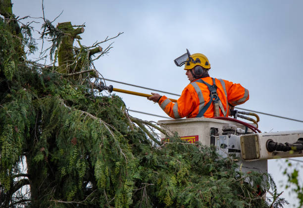 Reliable Kingman, KS Tree Care Solutions