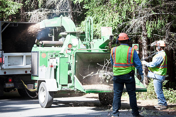 How Our Tree Care Process Works  in  Kingman, KS